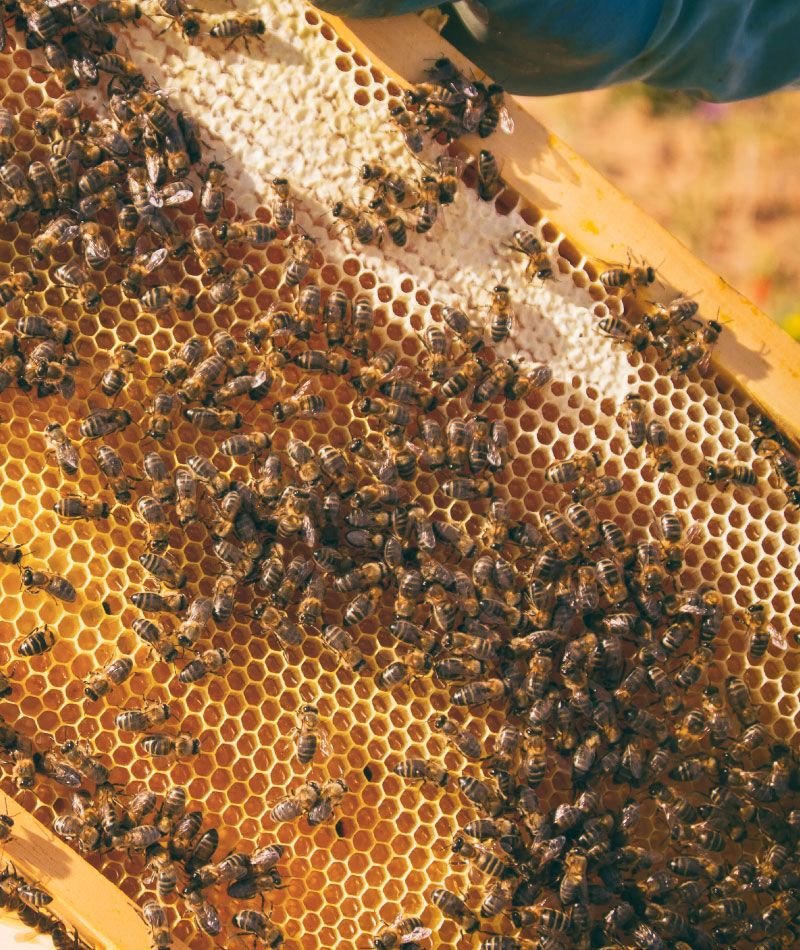 andermatt-canada-bee-health-featured-products-apimil