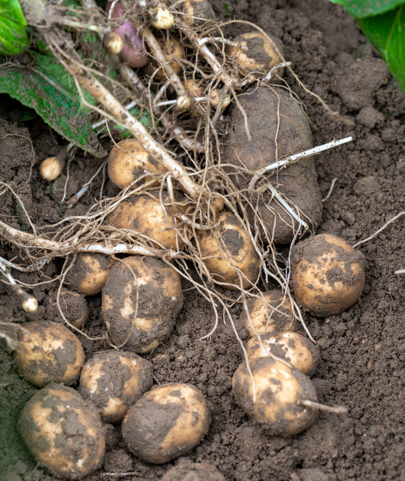 andermatt-canada-biofungicides-featured-products-amyprotec