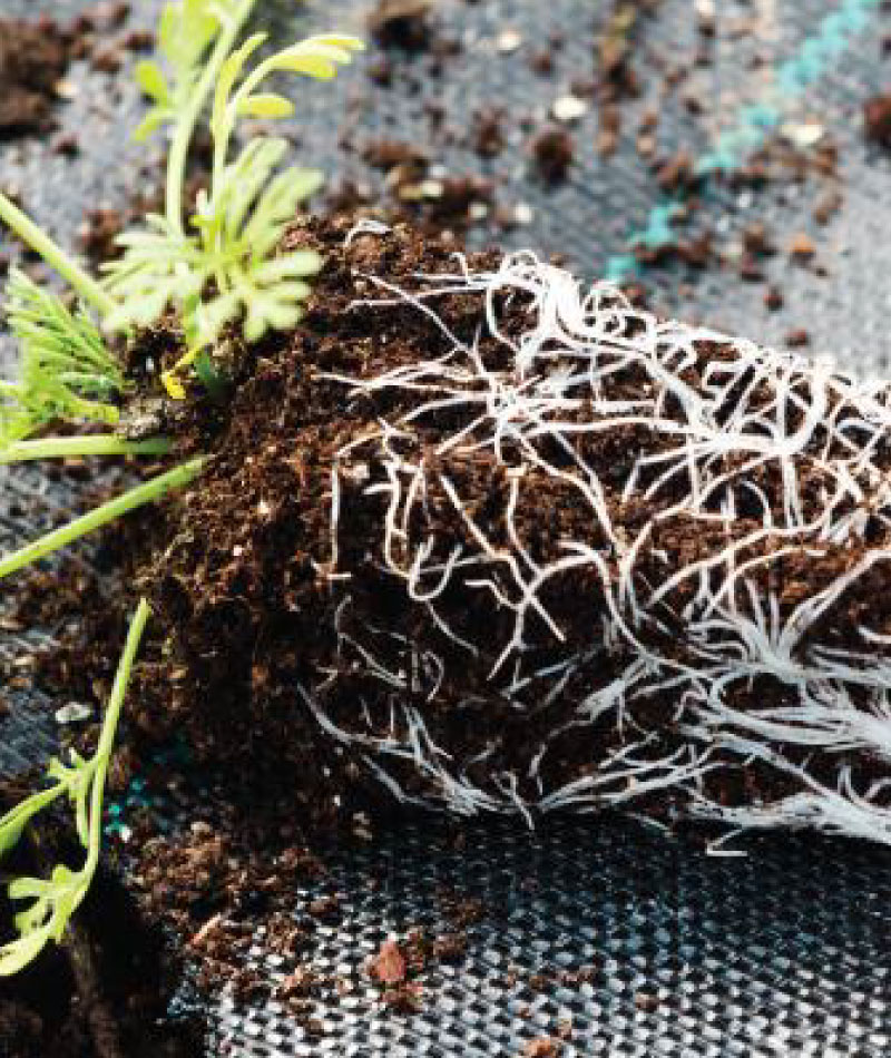 andermatt-canada-biostimulants-featured-products-aci-fyto-fert
