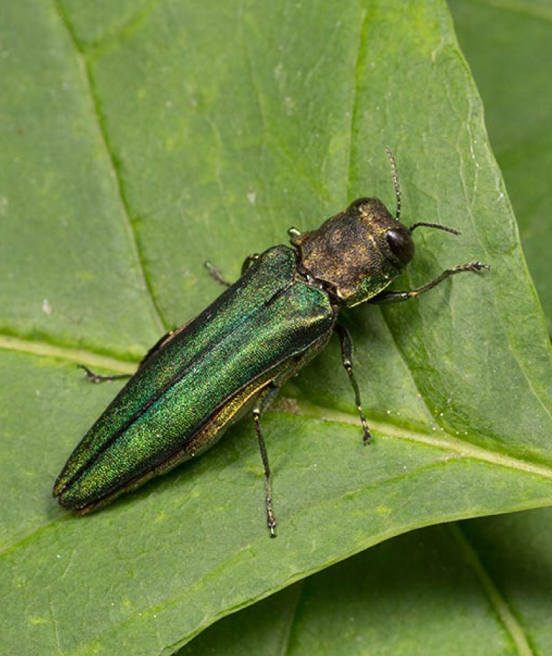 andermatt-canada-products-aphinity-eab