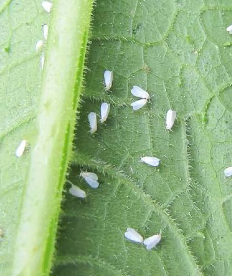 andermatt-canada-products-bassidor