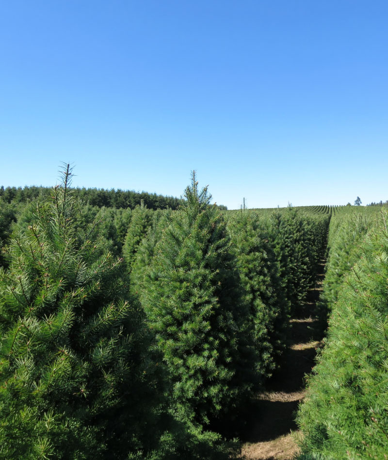 andermatt-canada-products-tm-biocontrol-1
